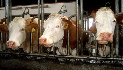 Welttierschutzgesellschaft e.V. Kühe im Stall
