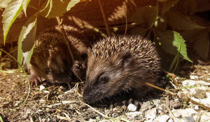 Tierschutz Garten Fur Wildtiere Fit Fur Den Winter Machen