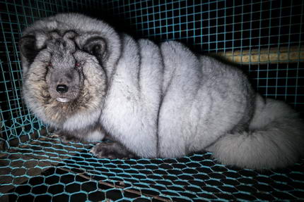 Grausame Zucht von Pelztieren in Finnland - Polarfuchs