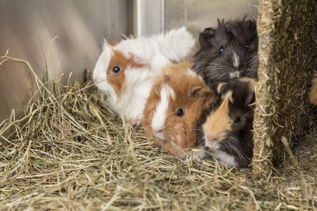 Tierhandel in Bayern - Deutscher Tierschutzbund übernimmt sichergestellte Kleintiere