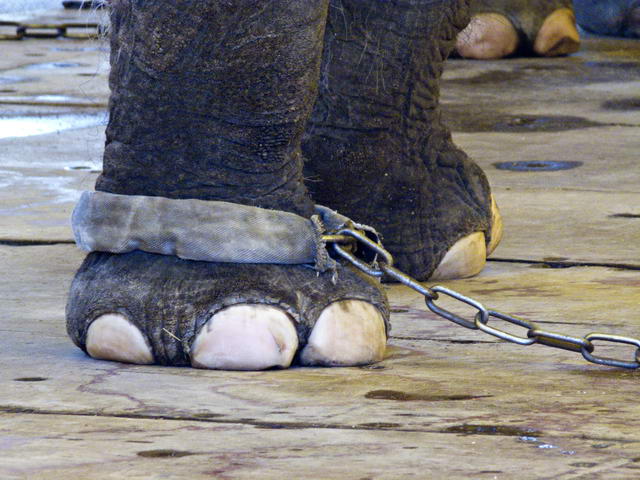 Wildtiere im Zirkus - Elefantenhaltung in einem deutschen Zirkus_Archivbild