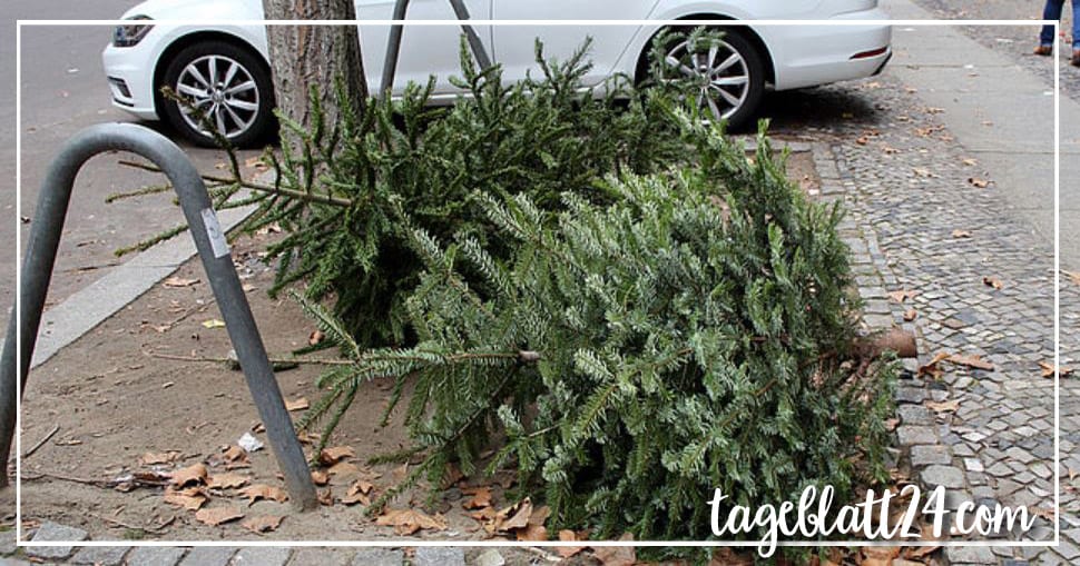 Aktion Rettet den Wegwerf-Weihnachtsbaum